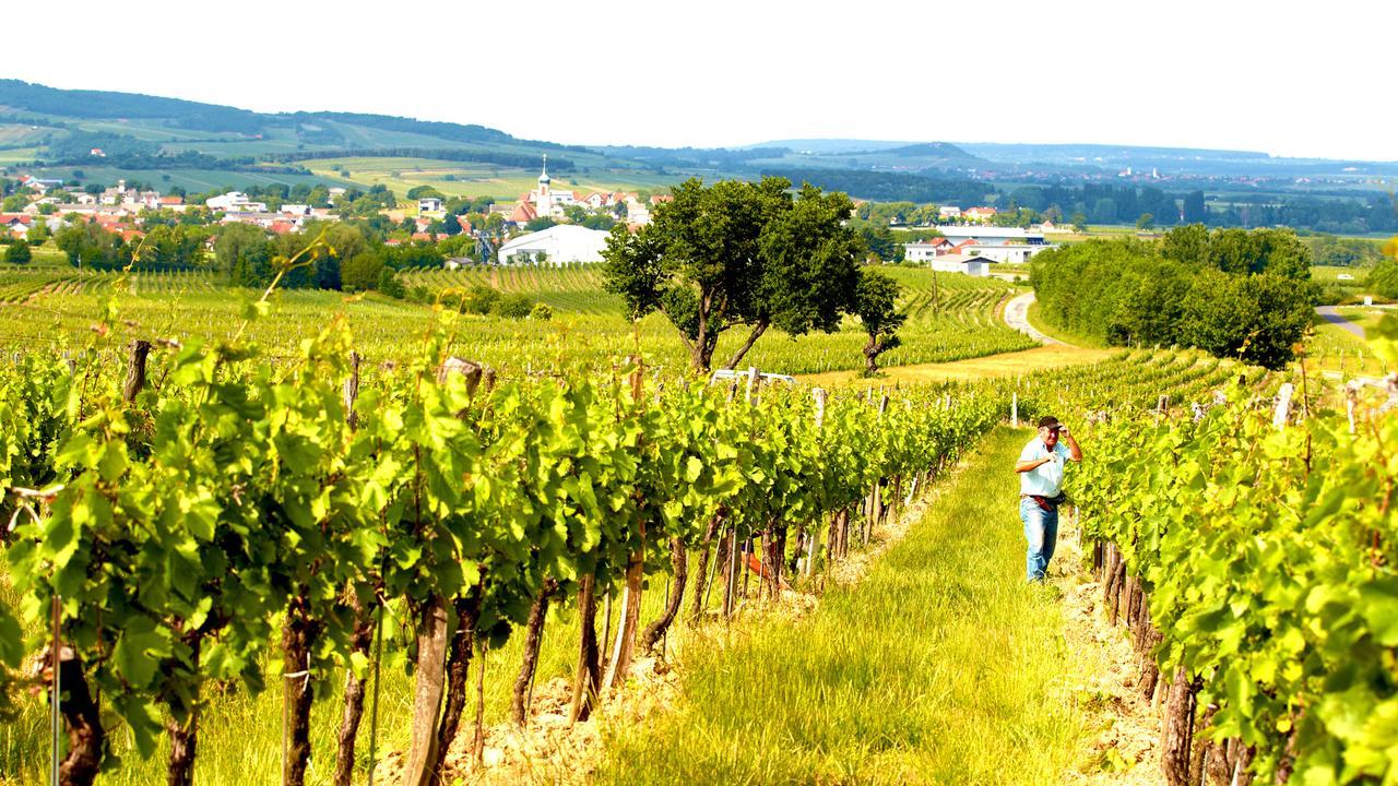 Iby-Lehrner Wein-Gut Und Wein-Traeumerei Horitschon 外观 照片